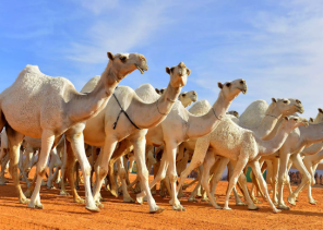 انتشار عمليات تجميل الإبل بالسعودية.. وهذا ثمن الجراحة!