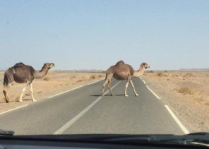 “المرور”: عبور الحيوانات من غير الأماكن المخصصة لها مخالفة .. وهذه غرامتها