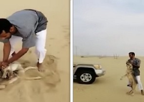 شاهد.. مواطن يلقي القبض على ذئب التهم اثنين من خرافه بالليث