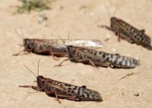 “البيئة” تحذر من أسراب جراد كبيرة قادمة من اليمن.. وهذه المناطق التي قد تتأثر