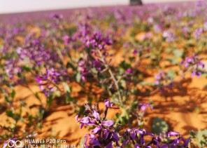 “زهور “الخزامى” تحول الصحراء للون البنفسجي في رفحاء