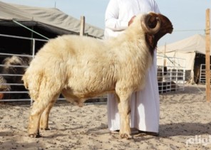 ارتفاع أسعار المواشي بنسبة 15%.. وهذه أسعار بعض أنواع الخراف