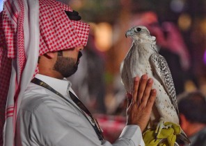 الصيد بالصقور من صدفة «ابن كندة» حتى احتراف الصقارين