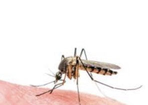 “الناموس” يهاجم قرية صنبة.. والمواطنون يطالبون بسيارات “الرش”