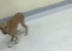 كلب ضال في مستشفى صبيا بجازان والصحة ترد