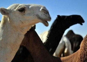 حقن الإبل “بوتكس” و”سليكون” وضرب إبر منشطة ومخدرة ضمن مخالفات “مهرجان الإبل”