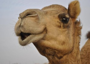 جمل غاضب يفاجئ راعيه و يكسر رقبته ويقذفه لعدة أمتار في عفيف.. وهذا ما فعله أبناء مالك الإبل!