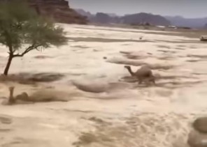 شاهد”سيول تبوك تجتاح عدداً من الحظائر وتجرف مجموعة من الإبل