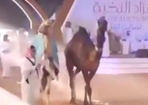 شاهد.. ناقة بيعت بـ600 ألف وأخرى سيمت بـ2.6 مليون ريال في مزاد بمهرجان الملك عبد العزيز للإبل
