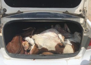 5 نقاط تفتيش على مدار الساعة لمنع تهريب لحوم الأضاحي إلى جدة