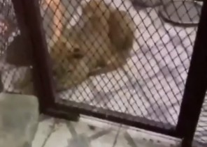 شاهد.. لحظة هروب مروج مخدرات بالرياض والعثور على أسد يقاوم به رجال الأمن