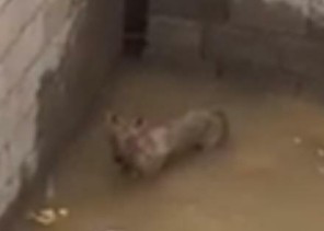 شاهد.. ماذا فعل مواطن مع ذئب وجده محتجزاً في خزان مياه تحت الإنشاء بالدوادمي