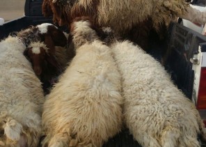 بالصور.. “الشمال” تتجول بسوق الحليفة جنوب حائل وترصد انخفاض أسعار الأضاحي