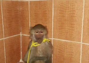 “بالصور” قرد يثير الرعب في منزل عائلة  بحائل