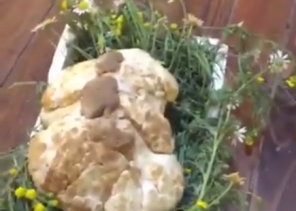 بالفيديو.. تاجر كويتي يعرض حبة فقع وزنها كيلو ونصف جلبها من السعودية