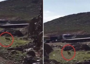 شاهد .. مواطن يوثق فيديو لـ “ذئب” طليق في حي العزيزية بالمدينة