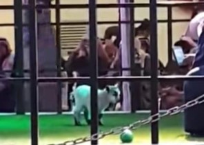 بالفيديو.. بيع “جفرة” بـ 12 ألف ريال في مزاد علني ببريدة