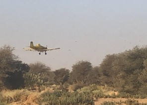 “البيئة” مسح ١٨٠٠ هكتار في الأفلاج والسليل لمكافحة الجراد