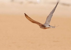 بالصور.. 8 أدوات لترويض وتدريب الصقور