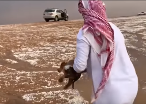 في مشهد يتسم بالرحمة والإنسانية.. مواطن ينقذ “جروين” جرفتهما مياه السيول في رماح