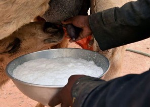 أخصائي تغذية: حليب الإبل يعالج هذه الأمراض