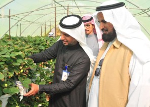 مدير عام فرع السياحة والتراث الوطني بالقصيم يزور حديقة الفراولة