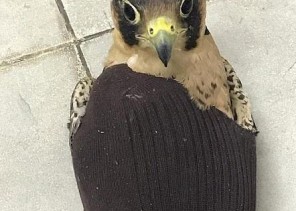 “الجمارك” تحبط تهريب 3 “صقور” إلى المملكة (صور)