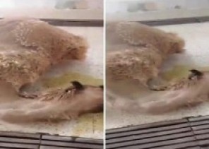 فيديو صادم.. جمعية خيرية تحضر ناقة ميتة إلى مسلخ القويعية لذبحها