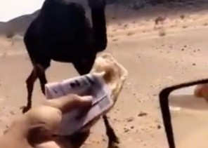 الجهات المختصة تحقق في مقطع فيديو إطعام أحد الأشخاص ناقته مئات الريالات