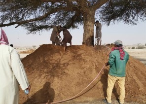 بالصور.. بلدية القويعية تعالج “الشجرة المشتعلة”