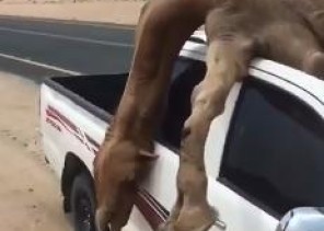 فيديو.. نجاة قائد مركبة بعد اصطدامه بجمل سائب واستقراره داخلها