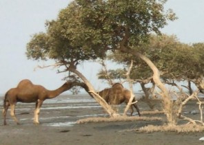 أبل سائبة تداهم المتنزهين على شواطئ المضايا