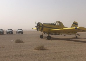 “البيئة” تواصل مكافحة الجراد الصحراوي في محافظتي الأفلاج والسليل