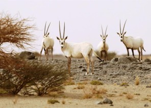 تحذير من “النيابة العامة” حول المناطق المحمية .. وبيان بالعقوبات المفروضة على المخالفين