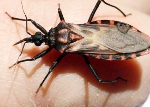 حشرة تعيش على “التقبيل” ولدغتها تصيب بأمراض القلب