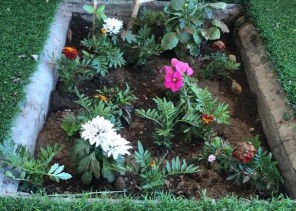 أمانة عسير تخلص الثانوية الرابعة بالخميس من “القوارض” وتعيد تشجيرها