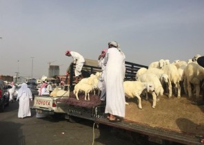 مخالفات للذبح في المسالخ بعقوبات تصل إلى 4 آلاف ريال.. أبرزها إساءة معاملة المواشي