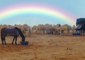 «قوس قزح» يزين سماء رفحاء بعد الأمطار والبرد