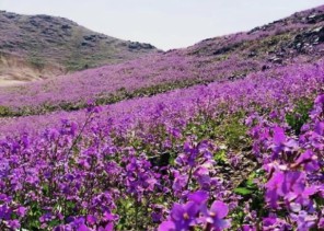 بالصور جبال جنوب حائل تكتسي بلون البنفسج البديع لانتشار نبات اليهق