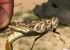 “البيئة” تواصل أعمال المسح والاستكشاف لحالة الجراد الصحراوي