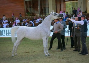 منافسات قوية في ثالث أيام مهرجان الأمير سلطان بن عبدالعزيز العالمي للجواد العربي  بحضور كبير من محبي الخيل العربية..