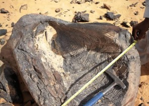 اكتشاف أحفورة مرشدة لطحالب عملاقة في الجزء الجنوبي من المملكة