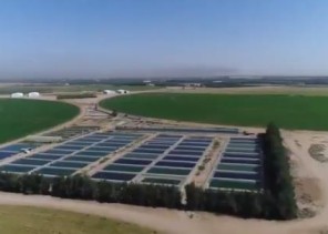 بالفيديو.. مزارع أسماك وسط الصحراء تنتج أكثر من 2000 طن كل عام في القصيم