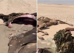 شاهد.. نفوق عدد من الإبل.. ومواطن يكشف عن سبب صادم بعد فحص بطونها !