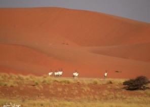 شاهد.. مصور سعودي يستكشف محمية عروق بني معارض