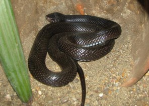 لدغة ثعبان تنهي حياة ابنة العاشرة بجازان بعد احتفالها بتفوقها الدراسي