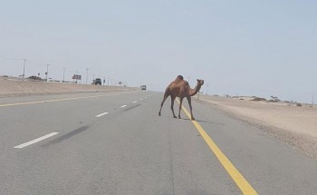 إبل سائبة تتسبب في وفاة رضيع وخادمة بحفر الباطن