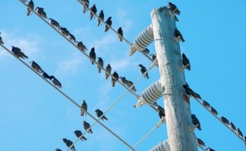لماذا لا تتعرض الطيور للصعق كهربائيا عند وقوفها على أسلاك الضغط العالي؟.. شركة الكهرباء تجيب