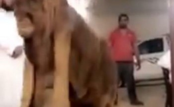 بالفيديو.. تيس يصل سعره إلى 230 ألف ريال بحفر الباطن