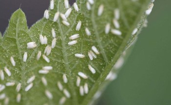 الذبابة البيضاء تُهدد مزارع الشرقية.. و”الزراعة” تُوضح الأسباب وسُبل المكافحة (فيديو)